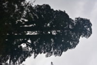 Alerce trees in Chaitén