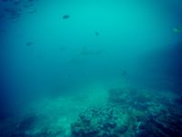 Isla de Tortuga
