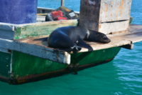 León Marino