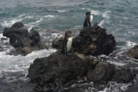 Pingüinos en Isla Isabela